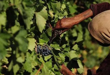 AOC葡萄酒產區(qū)